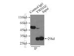 14-3-3 epsilon Antibody in Immunoprecipitation (IP)