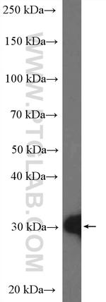 14-3-3 epsilon Antibody in Western Blot (WB)