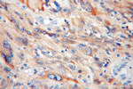 EIF1AX Antibody in Immunohistochemistry (Paraffin) (IHC (P))