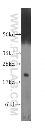 CBX3 Antibody in Western Blot (WB)