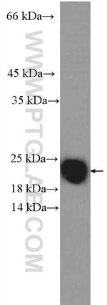 CBX3 Antibody in Western Blot (WB)