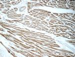 MCHR1 Antibody in Immunohistochemistry (Paraffin) (IHC (P))