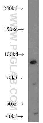 MALT1 Antibody in Western Blot (WB)