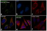 Cytochrome C Antibody in Immunocytochemistry (ICC/IF)