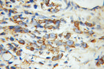 VDAC2 Antibody in Immunohistochemistry (Paraffin) (IHC (P))