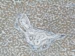 RAB1A Antibody in Immunohistochemistry (Paraffin) (IHC (P))