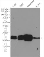 RAB1A Antibody in Western Blot (WB)