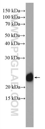 RAB1A Antibody in Western Blot (WB)