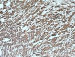 ARF4 Antibody in Immunohistochemistry (Paraffin) (IHC (P))