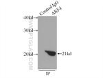 ARF4 Antibody in Immunoprecipitation (IP)