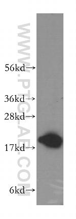 ARF4 Antibody in Western Blot (WB)