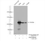 IPO4 Antibody in Immunoprecipitation (IP)