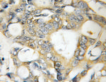 IPO4 Antibody in Immunohistochemistry (Paraffin) (IHC (P))