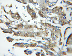 PSMB6 Antibody in Immunohistochemistry (Paraffin) (IHC (P))