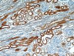 CYP4A11 Antibody in Immunohistochemistry (Paraffin) (IHC (P))