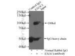 EXOC1 Antibody in Immunoprecipitation (IP)