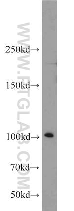 EXOC1 Antibody in Western Blot (WB)