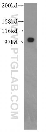 EXOC1 Antibody in Western Blot (WB)