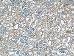 TAX1BP3 Antibody in Immunohistochemistry (Paraffin) (IHC (P))