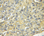 TAX1BP3 Antibody in Immunohistochemistry (Paraffin) (IHC (P))