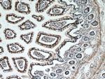 TAX1BP3 Antibody in Immunohistochemistry (Paraffin) (IHC (P))