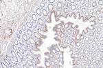 TAX1BP3 Antibody in Immunohistochemistry (Paraffin) (IHC (P))