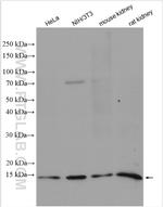 TAX1BP3 Antibody in Western Blot (WB)