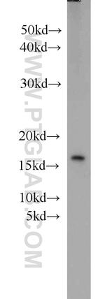TAX1BP3 Antibody in Western Blot (WB)
