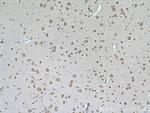 IPO13 Antibody in Immunohistochemistry (Paraffin) (IHC (P))