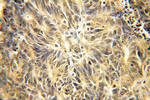 IPO13 Antibody in Immunohistochemistry (Paraffin) (IHC (P))