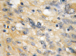 IPO13 Antibody in Immunohistochemistry (Paraffin) (IHC (P))