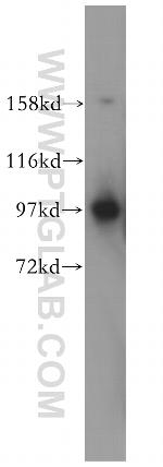 IPO13 Antibody in Western Blot (WB)