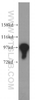 IPO13 Antibody in Western Blot (WB)