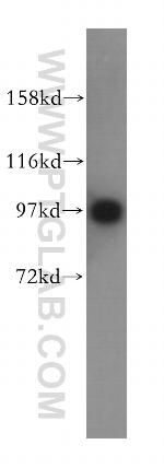 IPO13 Antibody in Western Blot (WB)