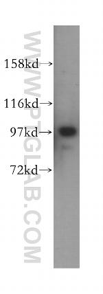 IPO13 Antibody in Western Blot (WB)