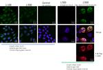 IPO13 Antibody in Immunocytochemistry (ICC/IF)