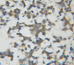 IPO13 Antibody in Immunohistochemistry (Paraffin) (IHC (P))