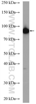 IPO13 Antibody in Western Blot (WB)