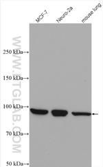 IPO13 Antibody in Western Blot (WB)