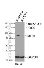 MLH1 Antibody in Western Blot (WB)