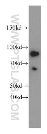 MLH1 Antibody in Western Blot (WB)