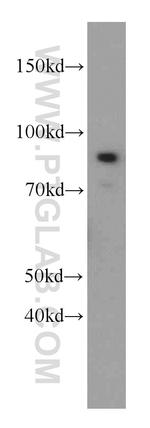 MLH1 Antibody in Western Blot (WB)