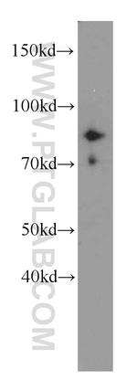 MLH1 Antibody in Western Blot (WB)