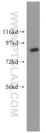 MLH1 Antibody in Western Blot (WB)