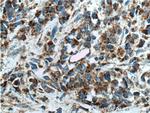 TSFM Antibody in Immunohistochemistry (Paraffin) (IHC (P))