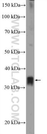 TSFM Antibody in Western Blot (WB)