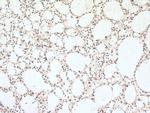 BRE Antibody in Immunohistochemistry (Paraffin) (IHC (P))