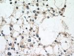 BRE Antibody in Immunohistochemistry (Paraffin) (IHC (P))