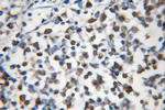 MCM5 Antibody in Immunohistochemistry (Paraffin) (IHC (P))