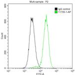 CDK9 Antibody in Flow Cytometry (Flow)